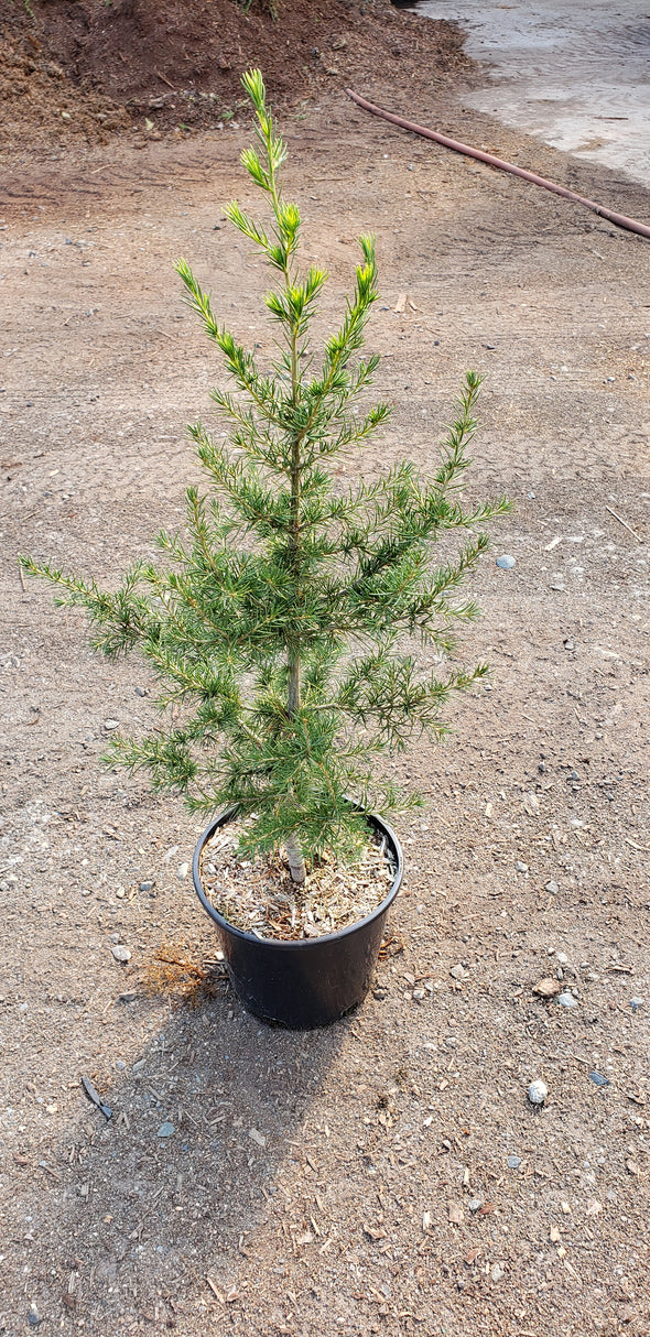 Cedrus atlantica 'Glauca' (Blue Atlas Cedar)