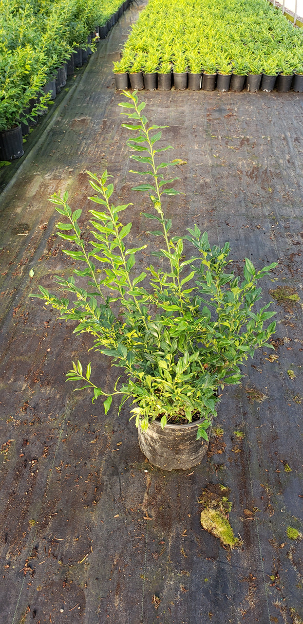 Sarcococca ruscifolia (Fragrant Sweet Box)