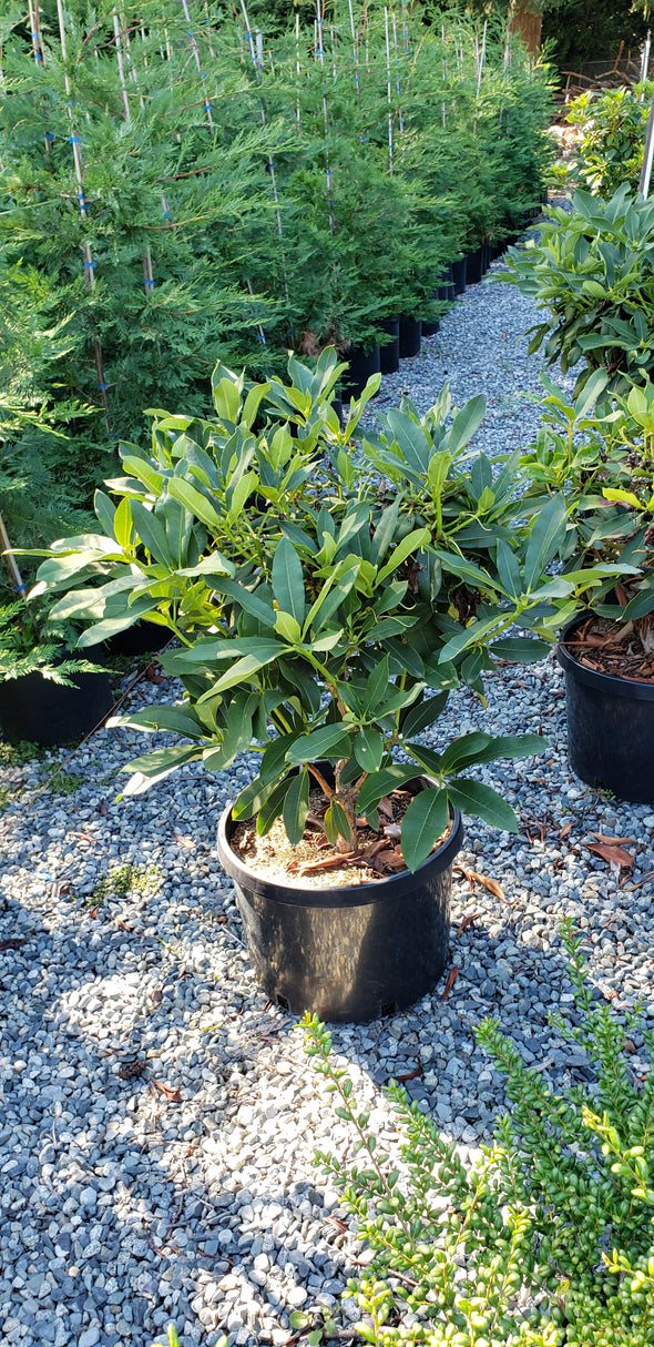 Rhododendron 'Cotton Candy'