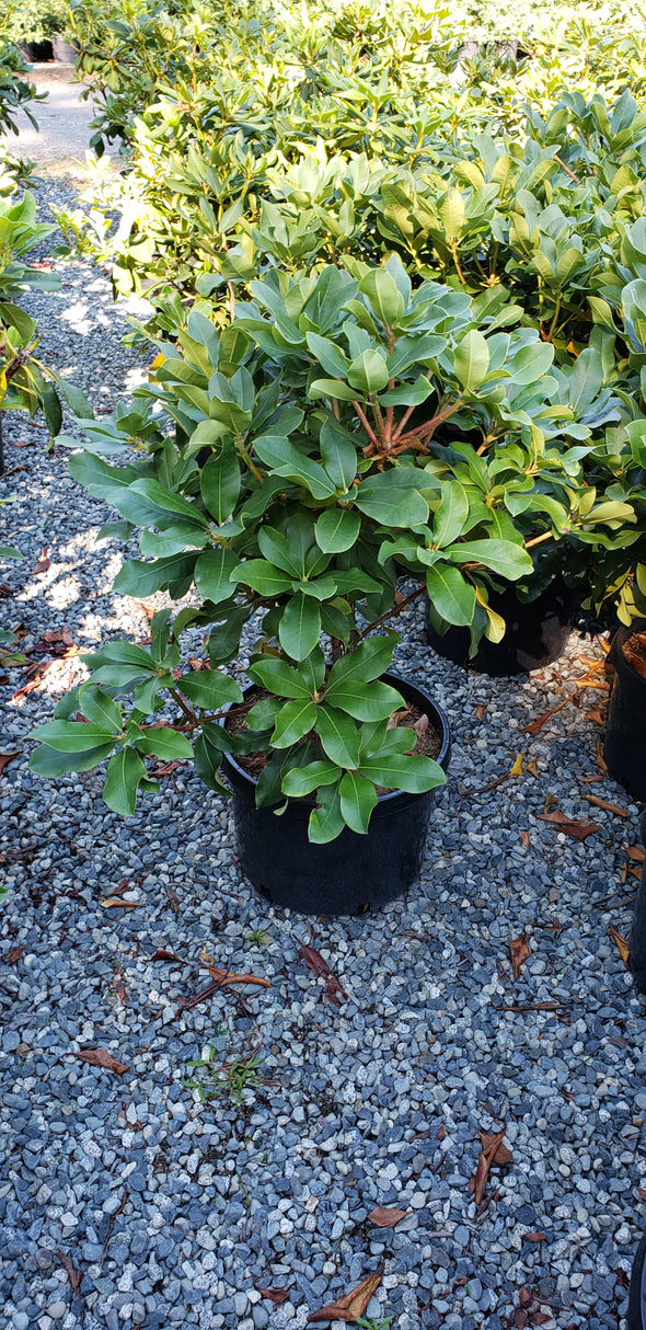 Rhododendron 'Jan Dekens'