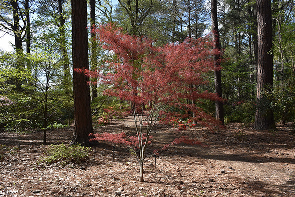 Acer palmatum 'Hubb's Red Willow' (Japanese Maple)