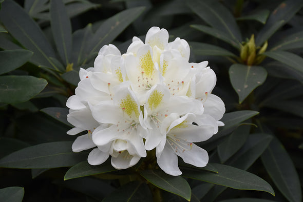 Rhododendron catawbiense 'Chionoides'