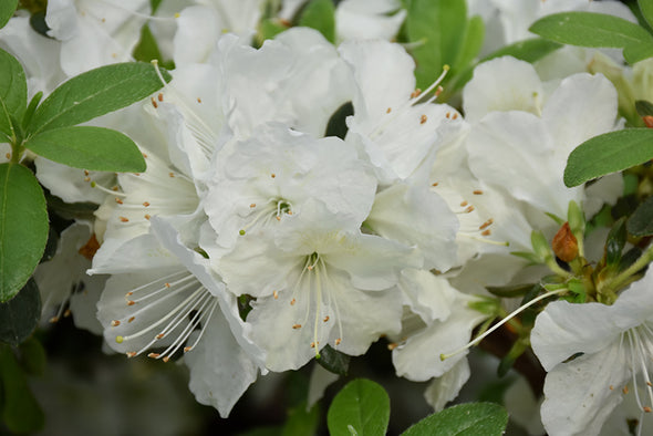 Azalea japonica 'Girard's Pleasant White'