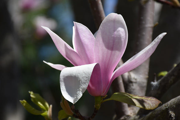 Magnolia x soulangeana 'Alexandria'
