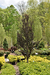 Cercidiphyllum japonicum 'Rotfuchs' (Red Fox Katsura Tree)