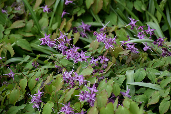 Epimedium gradiflorum 'Lilafee'