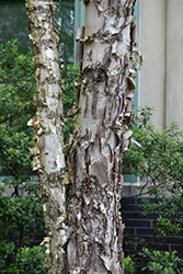 Betula nigra 'Dura Heat' (River Birch)