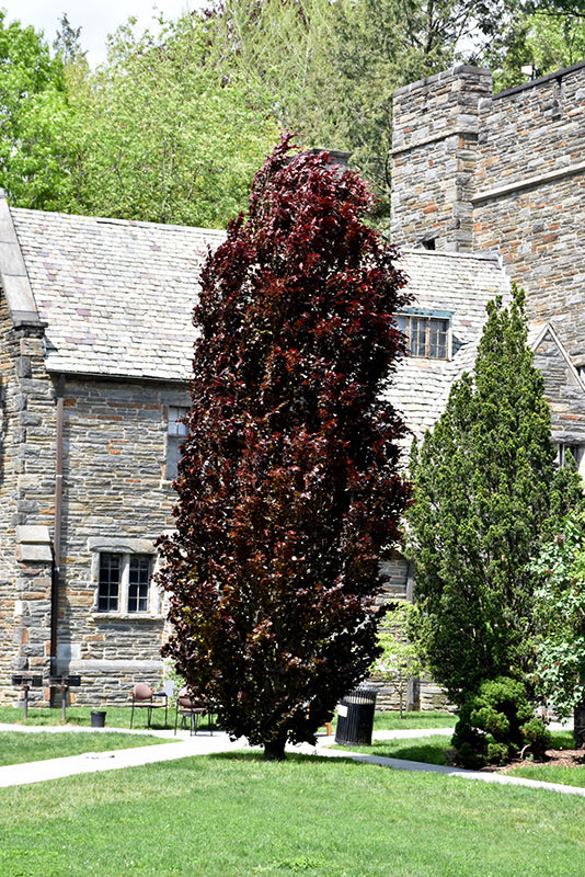 Fagus sylvatica 'Red Obelisk' (Red Obelisk Beech)