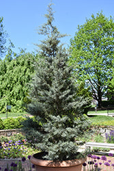 Cupressus arizonica var. glabra 'Blue Ice' (Blue Ice Smooth Arizona Cypress)