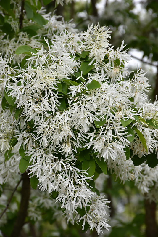 Chionanthus retusus (Chinese Fringetree)