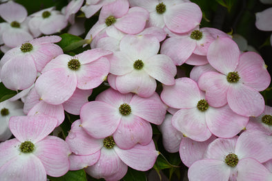 Cornus 'Stellar Pink' (Pink Flowering Dogwood)