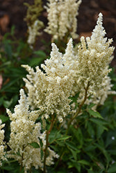 Astilbe x arendsii Short N Sweet 'Whiteberry' (False Goatsbeard / False Spiraea)