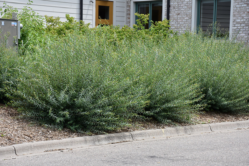 Salix purpurea 'Nana' (Creeping Arctic Willow) – Green Thumb Nurseries