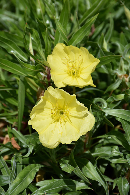 Oenothera missouriensis (Ozark Sundrops)