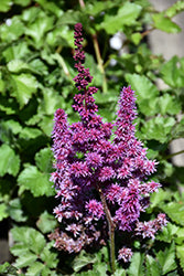 Astilbe chinensis 'Purple Rain' (False Goatsbeard / False Spiraea)