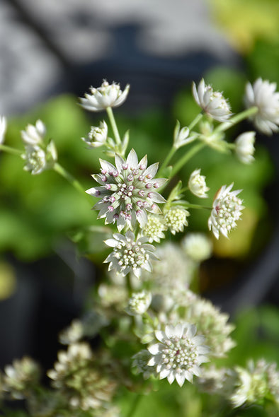 Astrantia major 'Star of Billion' (Masterwort)