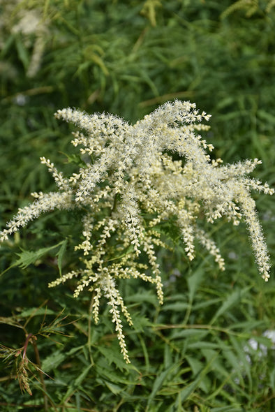 Aruncus dioicus 'Kneffii' (Cutleaf Goatsbeard)