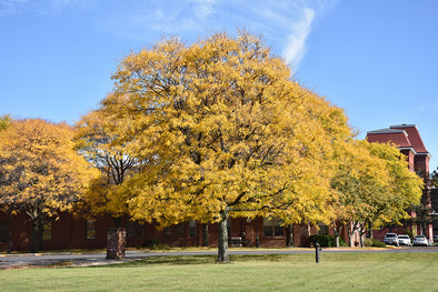 Gleditsia 'Shademaster'