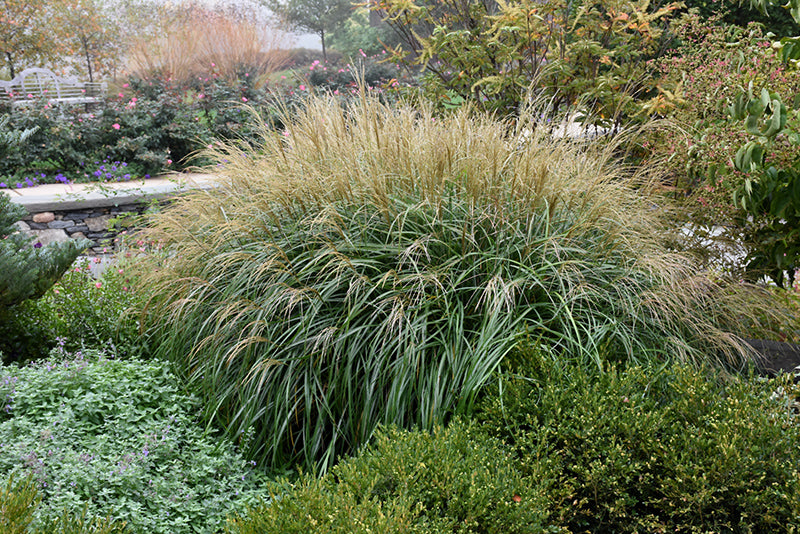 Miscanthus Plumes – Be Home