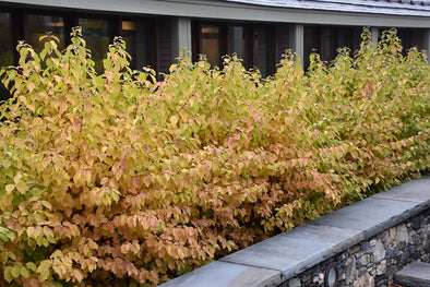 Cornus sanguinea 'Midwinter Fire'