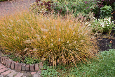 Pennisetum alopecuroides 'Hameln' (Dwarf Fountain Grass)