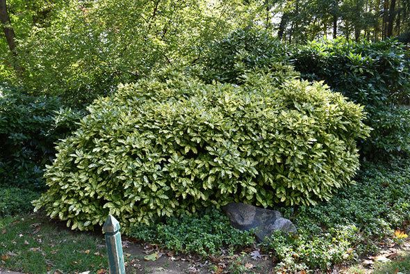 Aucuba japonica 'Crotonifolia' (Japanese Laurel)