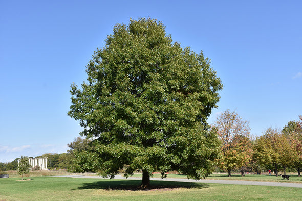 Quercus Coccinea (Scarlet Oak)