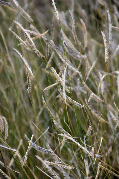 Bouteloua gracillis Blonde Ambition (Blue Grama Grass)