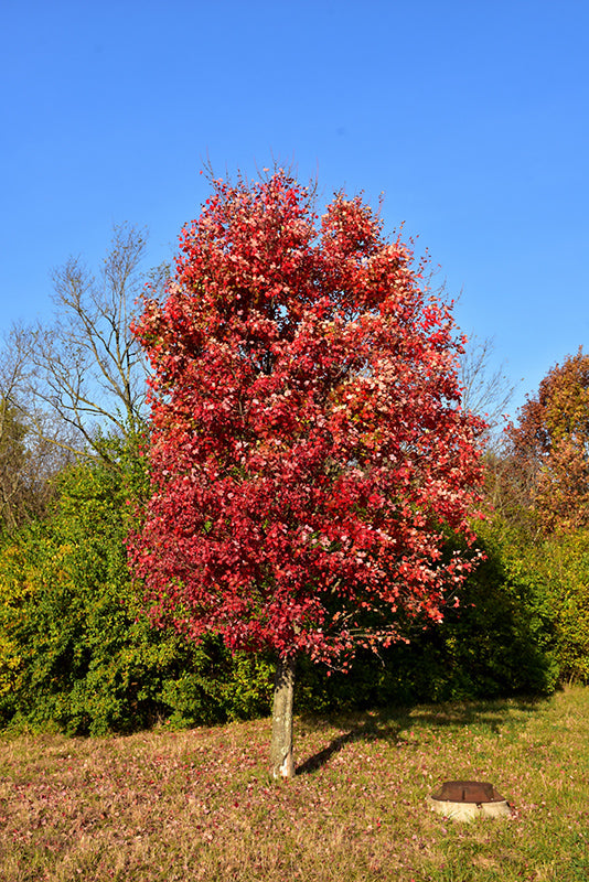 Acer rubrum 'Autumn Flame'