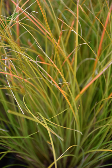 Carex testacea 'Prairie Fire' (Sedge Grass)