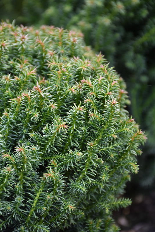 Cryptomeria japonica 'Compressa' (Compressa Japanese Cedar)