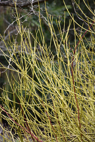 Cornus sericea 'Flaviramea'