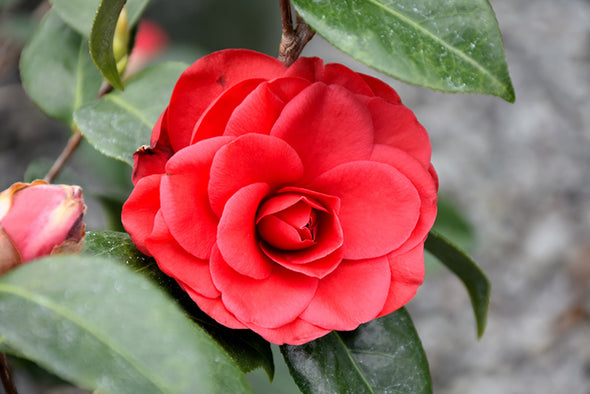 Camellia japonica 'Tom Knudsen'