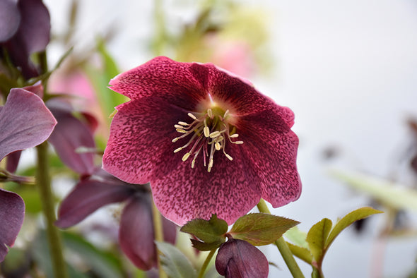 Helleborus 'Blue Lady'