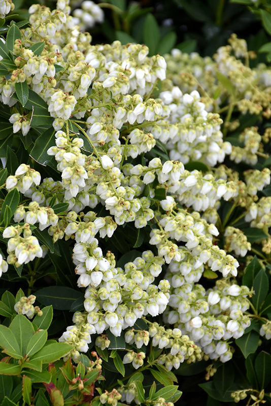 Pieris japonica 'Prelude' (Prelude Japanese Pieris)