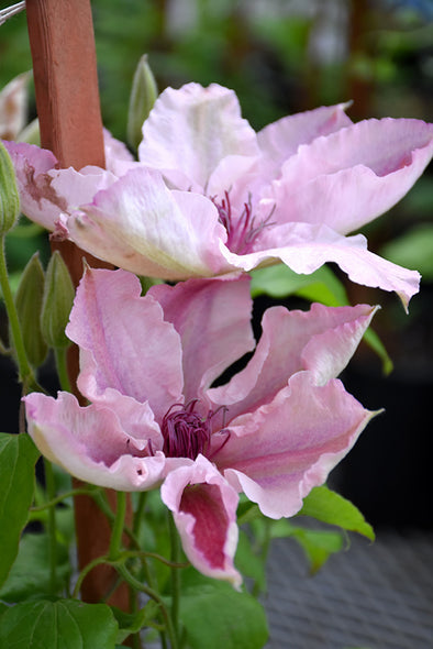 Clematis 'Pink Fantasy'