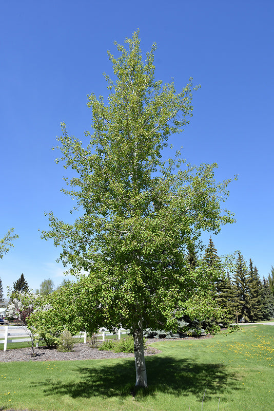 Populus tremuloides (Trembling Aspen)