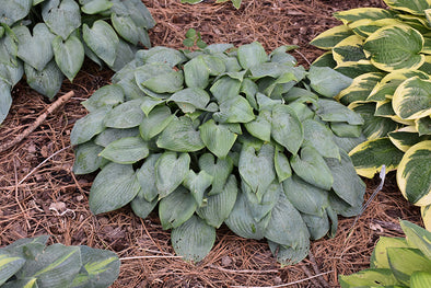 Hosta 'Fragrant Blue'