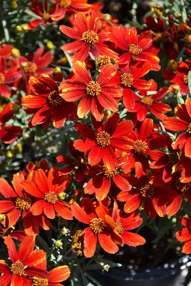 Coreopsis 'Ladybird' (Tickseed)