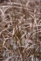 Carex tenuiculmis 'Cappuccino' (Hair Sedge Grass)