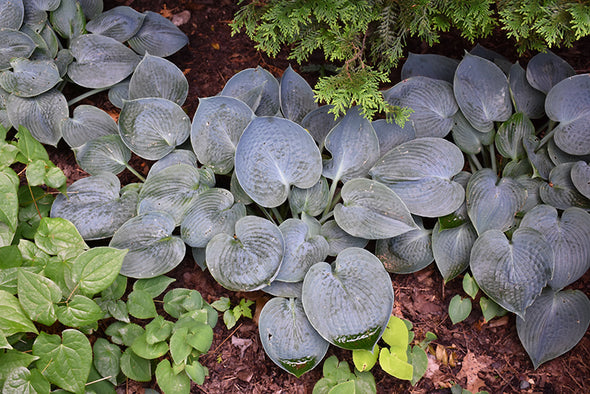 Hosta 'Hadspen Blue'