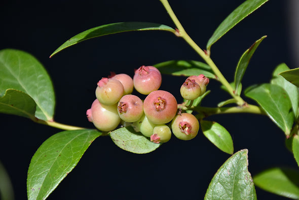 Vaccinium 'Pink Lemonade' (Blueberry)