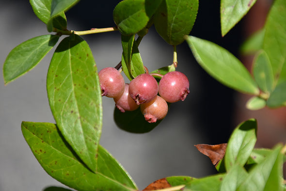 Vaccinium 'Pink Lemonade' (Blueberry)