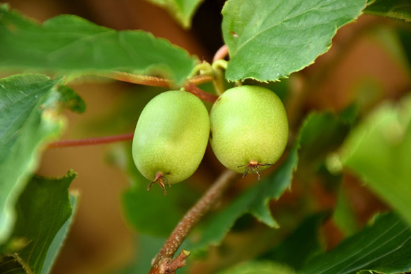 Actinidia arguta 'Issai' (Hardy Kiwi)