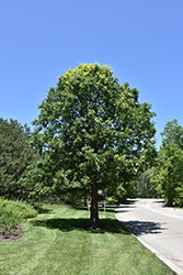 Quercus macrocarpa (Bur Oak)