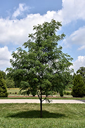 Gleditsia triacanthos 'Draves' (Street Keeper Honeylocust)