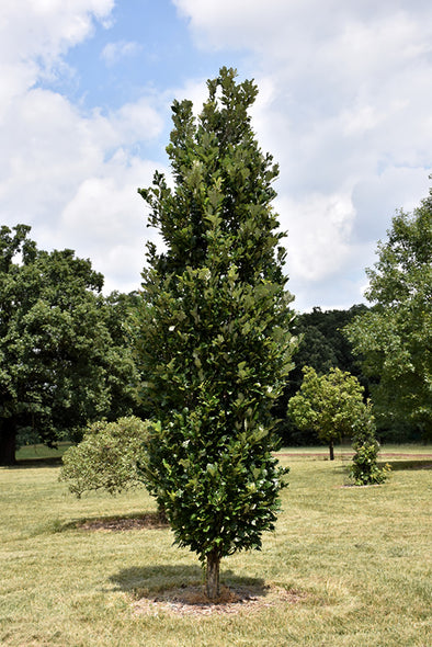 Quercus 'Regal Prince' (Regal Prince English Oak)