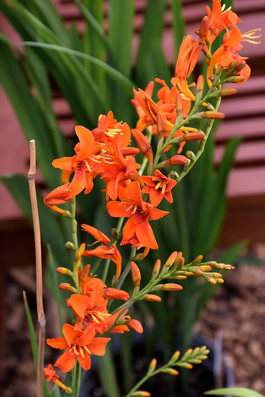 Crocosmia 'Emily MacKenzie'