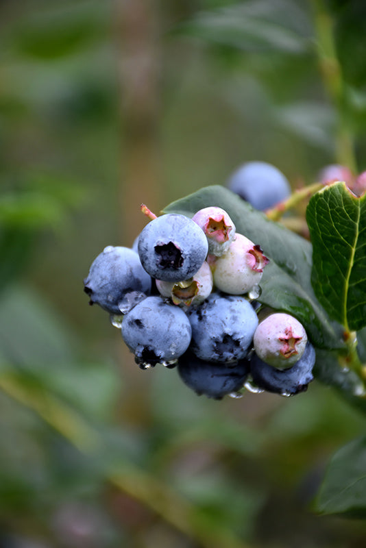 Vaccinium 'Chippewa' (Blueberry)