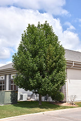 Fraxinus pennsylvanica 'Patmore' (Patmore Green Ash)